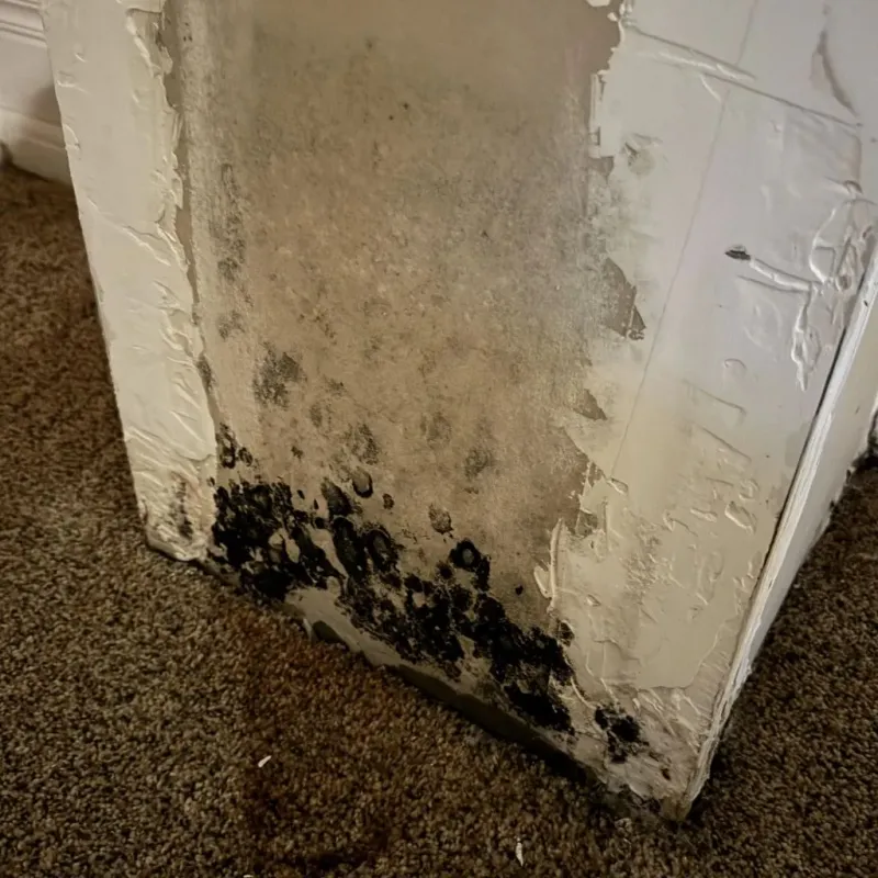 Professional Mold Removal in Cathedral City, CA